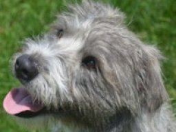 miniature_irish_wolf_schnauzer_1_20220427_1449204807